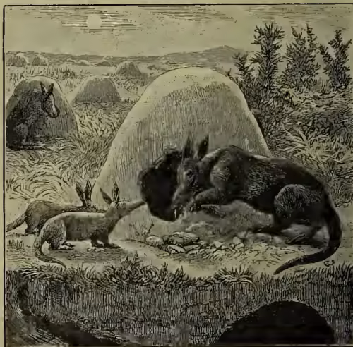 An illustration of an aard-vark (Orycteropus capensis) in its natural habitat. The aard-vark is shown in profile, facing left, with its characteristic long, pig-like snout and large ears. It is standing on a mound of earth, which it has been excavating. In the background, there are several other mounds of earth, suggesting a colony. The landscape is flat with some sparse vegetation and a clear sky.