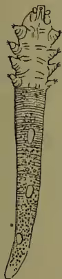 A detailed scientific illustration of the mite Acarus folliculorum. The mite is shown in a vertical orientation, with its head and thorax at the top and a long, segmented abdomen extending downwards. The thorax is oval-shaped and features four pairs of short, stubby legs. The abdomen is elongated and tapers slightly at the bottom, covered with numerous small, circular pores or openings. The entire body is depicted with fine lines and stippling to represent texture and detail.