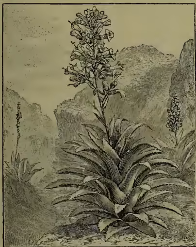 A detailed botanical illustration of an American Aloe (Agave americana). The plant is shown with a large, rosette of thick, spiny leaves at its base. A tall, upright scape rises from the center, bearing a dense, terminal panicle of small, tubular flowers. The background is a simple landscape with a distant mountain range.