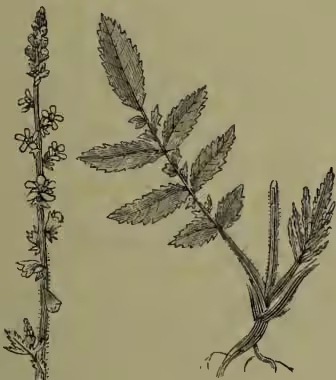 A detailed botanical illustration of Common Agrimony (Agrimonia eupatoria). The drawing shows the entire plant, including its root system, a central stem with several large, serrated leaves, and a tall, upright flowering stalk (raceme) topped with small, yellow flowers. The illustration is rendered in a fine-line, engraved style.