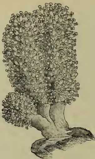 Fig. 1. A stock of Alcyonium, showing individual polyps.