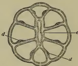 Fig. 3. Cross section at level of mesenteries.