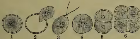 Figure 1: Life-history of Unicellular Plant (Protococcus). Six stages are shown: 1. Encysted cell; 2. Cell quitting its wall; 3. Ciliated cell; 4. Quiescent cell; 5. Cell beginning to divide; 6. Cell fully divided into two.