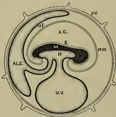 A cross-sectional diagram of a mammalian embryo showing the allantois and other membranes. The embryo (E) is at the top, with its middle layer (M) and gut-cavity (H). The allantois (A.C.) is a large sac below the embryo, connected by the stalk (H). The umbilical vesicle (U.V.) is at the bottom. The amnion (am) surrounds the embryo, and the allantoic cavity (A.L.C.) is between the embryo and the amnion. The zona pellucida (pc) is the outermost layer. Labels include pc, al, A.C., M, E, H, am, A.L.C., and U.V.
