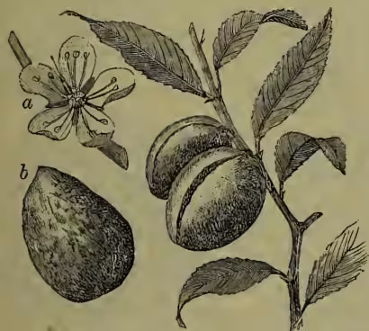 Botanical illustration of the Almond (Amygdalus). Part 'a' shows a flower with five petals and a central stamen. Part 'b' shows a single almond fruit, which is an oval-shaped drupe with a textured, wrinkled surface. The illustration also includes a branch with several serrated leaves and two developing almond fruits.