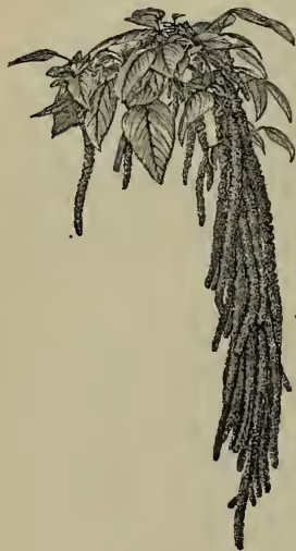 A detailed botanical illustration of a plant, likely an Amaranthus caudatus, showing a central stem with several large, deeply lobed leaves and a long, dense, drooping cluster of small flowers or seed pods hanging from the top.