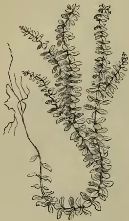 A botanical illustration of Anacharis alsinastrum, showing a plant with a creeping stem and small, opposite leaves, with a terminal spike of small flowers.