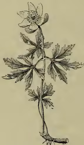 A detailed botanical illustration of a Wood Anemone (Anemone nemorosa). The plant features a central stem with several deeply lobed, palmately divided leaves. At the top of the stem is a single, large, bell-shaped flower with five petals that are white on the outside and tinged with purple on the inside. The base of the plant shows a horizontal, creeping rhizome with small roots.