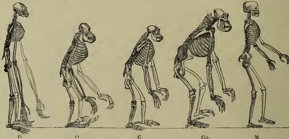 Five line drawings of skeletons of anthropoid apes and a human, labeled G, O, C, Go., and M from left to right. G (Gibbon) is the most upright, O (Orang-utan) is slightly hunched, C (Chimpanzee) is more hunched, Go. (Gorilla) is very hunched with a large head, and M (Man) is the most upright and slender.