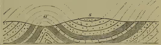 A geological cross-section diagram showing two types of rock folding. On the left, labeled 'a', is an anticline where rock layers are folded upwards into a dome shape. On the right, labeled 's', is a syncline where rock layers are folded downwards into a trough shape. The layers are represented by horizontal lines with different patterns and shading to indicate different rock types.