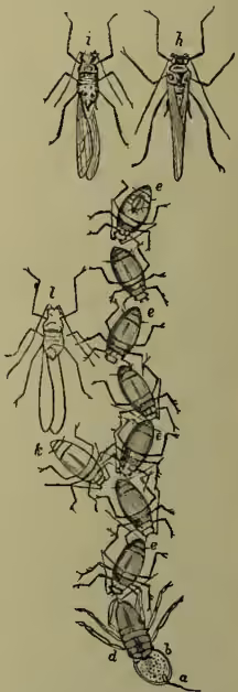 Figure 2: Owen's figure showing the life-history of Aphid. It is a vertical sequence of nine illustrations labeled 'a' through 'i'. 'a' shows a winged female. 'b' shows a wingless female. 'c' shows a winged female. 'd' shows a winged female. 'e' shows a winged female. 'f' shows a winged female. 'g' shows a winged female. 'h' shows a winged female. 'i' shows a winged female. The sequence illustrates the development from a spring form to a succession of parthenogenetic viviparous forms, and finally the reappearance of sexual individuals in autumn.