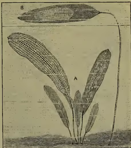 Figure 1: Illustration of the lattice-leaf plant (Ouvirandra fenestralis). Part A shows the plant with its characteristic open, fenestrated leaves and a long, slender stem. Part B shows a single leaf of the pond-weed (Aponogeton) with its venation pattern, which is similar to that of the lattice-leaf plant.