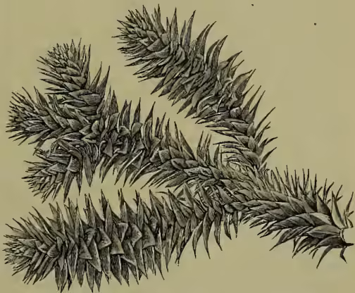 A detailed botanical illustration of a branch of Araucaria imbricata, showing its characteristic needle-like leaves and the arrangement of branches.