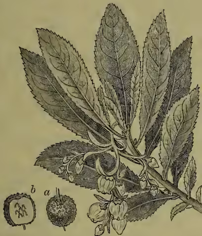 Botanical illustration of Arbutus unedo. The main drawing shows a branch with serrated leaves and clusters of small, bell-shaped flowers. Below the branch are two circular diagrams: 'a' shows a whole fruit with a textured surface, and 'b' shows a cross-section of the fruit revealing a central core with seeds.
