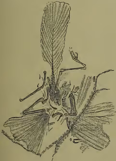 A detailed scientific illustration of the fossilized remains of an Archæopteryx in Solenhofen Stone. The drawing shows the skeletal structure of the bird, including its head, neck, and a long, segmented tail. The wings are spread, showing the arrangement of feathers and bones. The illustration is rendered in a fine-line, cross-hatched style typical of 19th-century scientific publications.