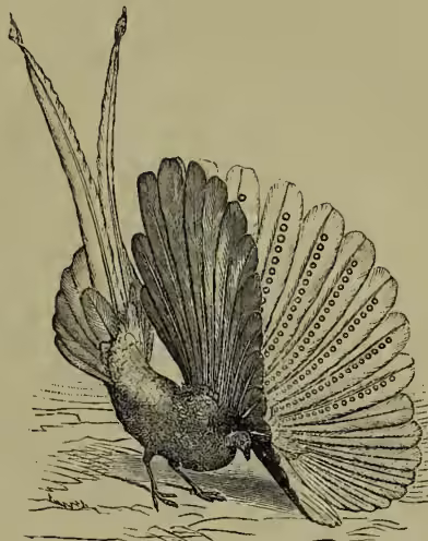 A detailed black and white illustration of an Argus Pheasant in a display posture. The bird is shown from a side profile, facing left. Its tail is fanned out into a large, circular, fan-like structure composed of numerous feathers. The wings are also partially fanned, showing intricate patterns of spots and bars. The bird's head is turned slightly towards the viewer, and its neck is extended. The ground is depicted with simple horizontal lines.
