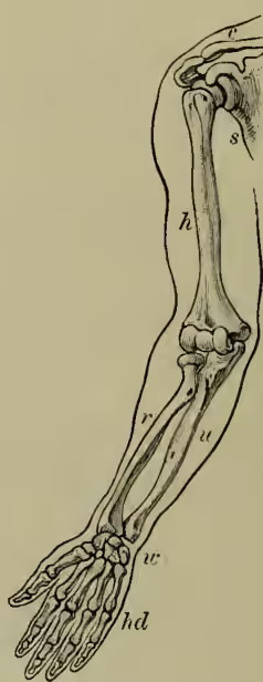 Anatomical diagram of the bones of the human arm, showing the humerus (h), radius (r), and ulna (u) articulating with the scapula (s) and clavicle (c). The hand is shown with the wrist (w) and hand (hd).