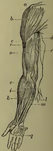 Anatomical diagram of the muscles of the human arm, showing the deltoid (abc), coracobrachialis (d), triceps (r, r), extensors of the wrist (e, i), flexor of fingers and radial and ulnar sides (km), palm of the hand (l), palmaris longus (p), palmaris brevis (q), and biceps (o).