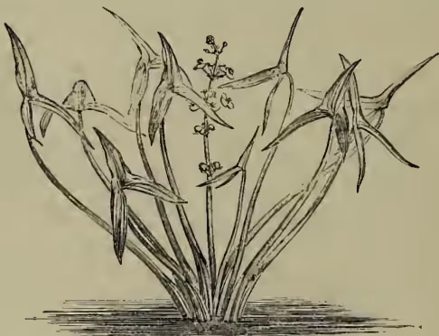 A detailed botanical illustration of the Common Arrowhead (Sagittaria sagittifolia). The plant is shown growing in a cluster, with several long, narrow, arrow-shaped leaves emerging from a central point. A single, upright flower stalk rises from the center, bearing small, tubular flowers. The illustration is rendered in a fine-line, engraved style.