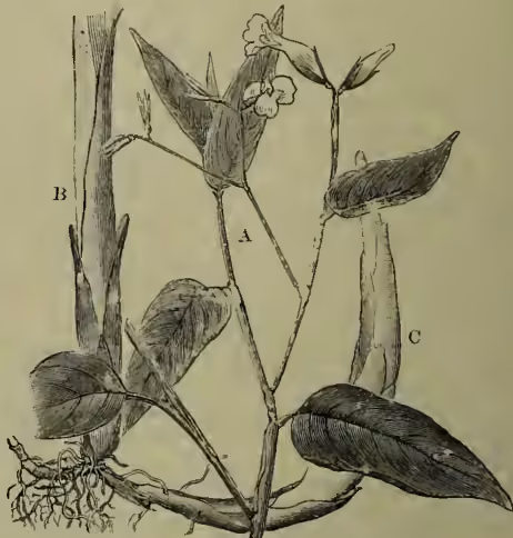 A botanical illustration of the Arrowroot (Maranta arundinacea). The drawing shows a rhizome with several roots and a flowering branch. Labels A, B, and C point to specific parts: A points to a flowering branch with leaves and flowers; B points to the base of the flower stem; and C points to a branch of the rhizome. The illustration is in a fine-line, engraved style.