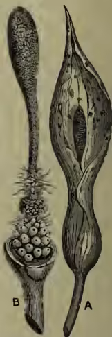 A botanical illustration of Arum maculatum. It shows two parts: A, a flower-stalk within a bract or spathe, and B, a flower-stalk without the spathe. The illustration is detailed, showing the structure of the spadix and the protective spathe.