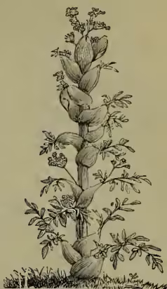 A botanical illustration of a tall, slender plant with several large, heart-shaped leaves at the base and along the stem. The plant has a thick, segmented root system and a terminal cluster of small flowers.