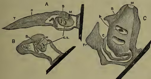 Figure 4: Diagrams showing the attachment and degeneration of larval Ascidian. Part A shows the larva attached to a stone or shell, with labels for brain (b), mouth (m), notochord (n), gill-slits (g.s.), and tail (t). Part B shows the degeneration of the tail, spinal cord, and other structures. Part C shows a young Ascidian with its essential structure.