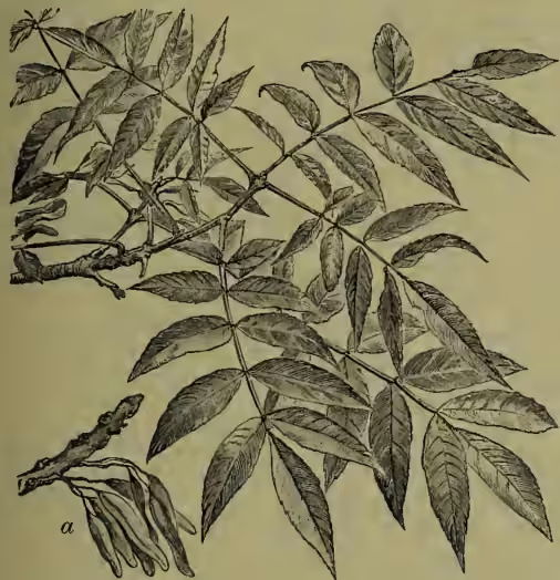 A detailed botanical illustration of a branch of the Common Ash (Fraxinus excelsior). The branch features several alternate, pinnately compound leaves with multiple leaflets. At the bottom left, there is a small cluster of developing fruits, labeled with the letter 'a'.