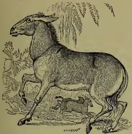 A detailed black and white illustration of a wild ass, shown in profile facing left. It has a long, curved horn and a thick, shaggy coat. The background includes some foliage and a small, dark, indistinct shape on the ground.