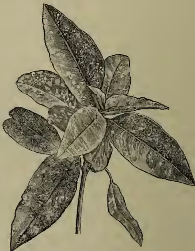 A detailed botanical illustration of Aucuba japonica, showing a branch with several large, ovate leaves and a cluster of small, round fruits at the tip of the branch.