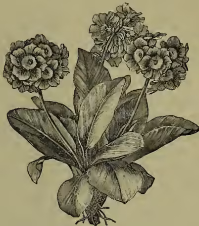 A detailed black and white illustration of a Primula auricula plant, showing its leaves and several clusters of flowers.