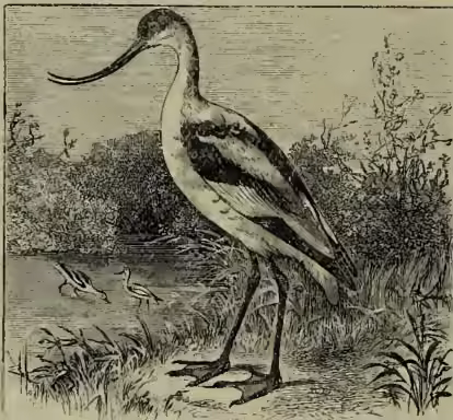 An illustration of a Common Avocet (Recurvirostra avocetta) standing in a marshy area. The bird has a long, slender, and slightly curved bill, long legs, and a long tail. It is shown in profile, facing left, with its head slightly turned towards the viewer. The background shows some reeds and a body of water.