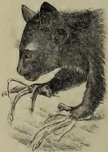 A detailed black and white illustration showing the head and fore-feet of an Aye-aye lemur. The lemur has large, pointed ears, a long snout, and a long, thin, wire-like third finger.