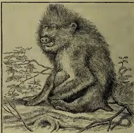 A detailed black and white illustration of a Mandrill (Cynocephalus Mormon) sitting on a rocky outcrop. The animal has a large, shaggy mane, a prominent pig-like snout, and large, expressive eyes. It is shown in a three-quarter view, facing left, with its hands resting on the ground.