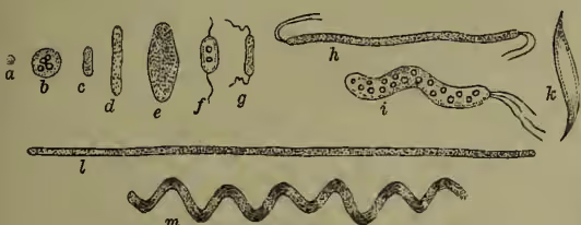 Figure 1: Different Forms of Bacteria (after Zopf). The figure shows various bacterial shapes: (a) Micrococcus, (b) Macrococcus, (c) Bacterium, (d) Bacillus, (e) Clostridium, (f, g, h, i) ciliated phases, (k) Spiromonas, (l) Leptothrix, and (m) Spirillum.