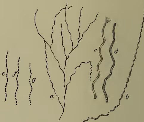 Figure 4: Different Phases of one Form—Cladothrix dichotoma. The diagram shows seven stages of the life cycle. (a) A branched form. (b) A single twig. (c) A small portion of a twig. (d) This portion breaking up. (e, f, g) Progressive division into little rods, and then into cocci.