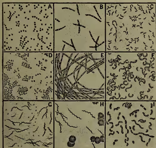 Figure 5: A composite plate of nine micrographs (A-I) showing various bacterial forms. A: Micrococci in drinking-water. B: Micrococci in splenic fever. C: Micrococci in cholera (Koch). D: Micrococci from surface of water. E: Micrococci in splenic fever in thread-form and with incipient spores. F: Spirillum from putrefaction. G: Spirochete from the teeth. H: Spirillum in relapsing fever from blood. I: Different forms of cholera microbe (Koch).