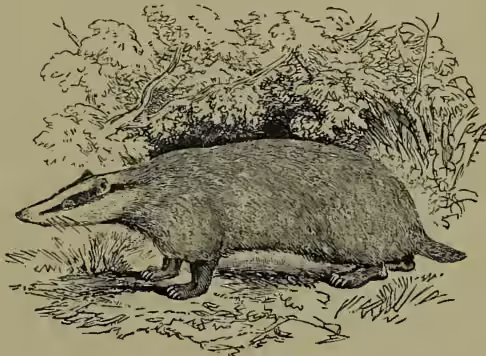 A detailed black and white illustration of a Badger (Meles vulgaris) in profile, facing left. It has a long, pointed snout, small ears, and a thick, segmented tail. The body is covered in short, coarse fur, and it is shown walking on the ground with its characteristic plantigrade gait.