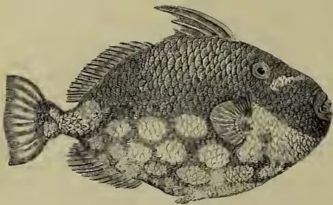 A detailed black and white illustration of a fish, Balistes conspicillum, shown in profile facing right. The fish has a deep, oval body with a prominent, sharp dorsal spine extending from the top of its back. Its scales are depicted with fine lines, and it has a large, forked tail. The illustration is a classic woodcut or engraving style.