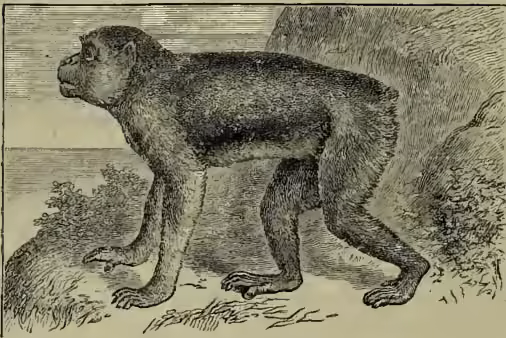 A detailed black and white illustration of a Barbary Ape (Inuus ecaudatus) standing on all fours on a rocky, uneven terrain. The ape is shown in profile, facing left, with its body hunched and its long, thin tail missing. Its fur is dark and textured, and its face is prominent with a large nose and small eyes. The background is a simple landscape with some sparse vegetation and a hint of a body of water or sky in the distance.
