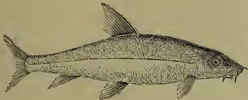 A detailed black and white illustration of a Common Barbel (Barbus barbus), a small fish with a long, slender body, a pointed snout, and a slightly forked tail. The fish is shown in profile, facing right, with its fins clearly defined.
