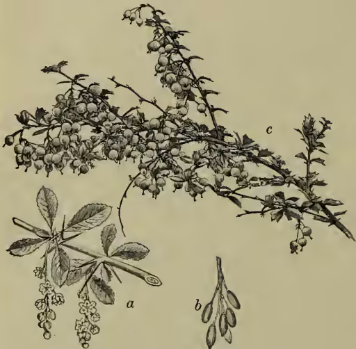 Botanical illustration of Common Barberry (Berberis vulgaris) and B. Darwinii. Part 'a' shows a flowering branch with small flowers and leaves. Part 'b' shows a single fruit, which is a small, oval, ribbed drupe. Part 'c' shows a branch with clusters of small, round fruits.