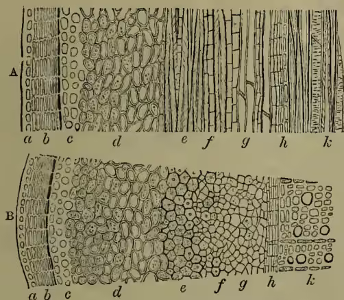 Figure 1: A and B. A, Longitudinal section of bark of Dicotyledon (Alder). B, The same in transverse section. The diagrams show various layers of the bark, labeled a through k.