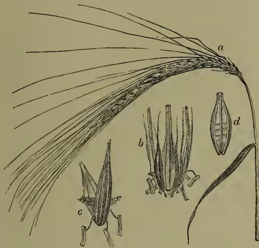 Botanical illustration of barley. (a) A large spikelet in fruit, showing the awns. (b) A cluster of three spikelets in flower, with awns removed. (c) A single flower with its pale (outer side). (d) A single grain of barley.