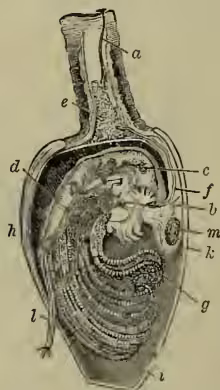 Figure 4: A detailed anatomical drawing of the internal structure of a barnacle (Lepas) after removing the right shell and integument. Various organs are labeled with letters: 'a' points to the cement-gland and duct; 'b' points to the liver; 'c' points to testes; 'd' points to the vas deferens; 'e' points to the ovary; 'f' points to the oviduct; 'g' points to the thoracic legs; 'h' points to the carina; 'i' points to the tergum; 'k' points to the scutum; 'l' points to the cirrus or penis; and 'm' points to a muscle.