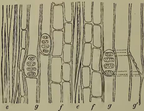 A scientific illustration of a plant's bast tissue. It shows a longitudinal section of a cell wall (labeled 'e') with several oval-shaped sieve plates (labeled 'g') containing small dots representing protoplasm. Between these cells are soft bast parenchyma cells (labeled 'f'). A section through a septum and sieve-plates is labeled 'g''. The diagram illustrates the structure of the soft bast parenchyma and the presence of sieve plates and vessels.