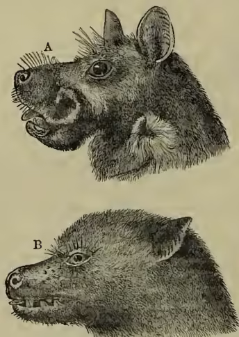 Figure 5: Two detailed scientific illustrations of bat heads. (A) shows the head of Epomophorus gambianus, a large bat with a prominent, pointed snout and large, rounded ears. (B) shows the head of Pteropus rodericensis, a smaller bat with a more rounded snout and large, pointed ears.