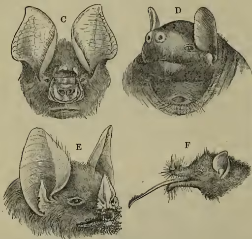 Figure 6: Four detailed scientific illustrations of bat heads. (C) shows the head of Phyllostomina tridens, a bat with large, folded wings and a pointed snout. (D) shows the head of Chiromes torquatus (female), a bat with large, rounded ears and a pointed snout. (E) shows the head of Trachyops cirrhosus, a bat with large, pointed ears and a pointed snout. (F) shows the head of Chersonycteris mexicana, a small bat with a long, pointed snout and large, rounded ears.