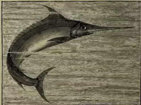 A detailed illustration of a common sword-fish (Xiphias gladius). The fish is shown in profile, facing right. It has a very long, pointed snout (the sword) and a deeply forked tail. The body is covered in scales, and there are prominent spines along its back and sides.
