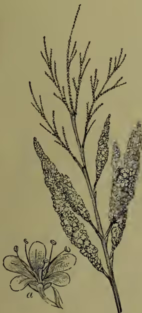 A botanical illustration of the Common Tamarisk (Tamarix gallica). The main drawing shows a tall, slender plant with several upright, jointed stems. The stems are covered in small, scale-like leaves. At the top of each stem is a dense, spike-like inflorescence of small flowers. To the left of the main plant, there is a smaller, separate illustration of a single flower, labeled with a lowercase 'a', showing its petals and stamens.